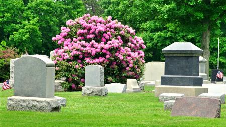 Blooms and Gravestones 